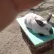 . Снимка на Продавам калифорнийски зайци