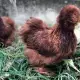 . Снимка на Продавам пилета и яйца от породата Копринка