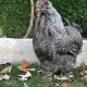 . Снимка на Продавам пилета и яйца от породата Копринка