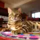 . Снимка на Предлагаме чистокръвни бенгалски котенца с класическа шарка