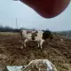 . Снимка на Продават се 2 дойни крави