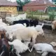. Снимка на 22 Кози, 4 Чипички и 2 Пръча