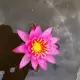 . Снимка на Водни лилии