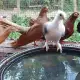 . Снимка на Свободни гълъби