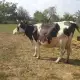 . Снимка на Млечна крава