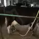 . Снимка на Продавам крави и телета