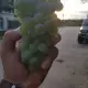 . Снимка на Продавам грозде МУСКАТ ОТОНЕЛ реколта 2022г.