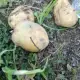 . Снимка на Продавам БИО тикви и картофи - гарантирано качество 