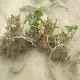 . Снимка на Продавам разсад корени малини Херитидж