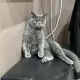 . Снимка на продавам британска късокосместа котка