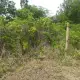 . Снимка на Рязане на опасни дървета чистене на диви терени аб.поддръжка