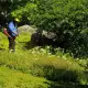 . Снимка на Косене на трева, фиданки, сеч на дървета, клони и извоз. РУС