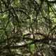 . Снимка на Косене на трева, фиданки, сеч на дървета, клони и извоз. РУС