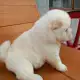 . Снимка на Бели кученца чау чау