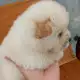 . Снимка на Бели кученца чау чау