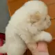 . Снимка на Бели кученца чау чау