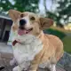 . Снимка на Кученца Corgi Pembroke.