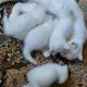 . Снимка на Шотландски клепоухи и правоухи бели котета
