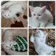 . Снимка на Шотландски клепоухи и правоухи бели котета