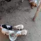 . Снимка на Продавам малки кучета бритон шпаньол