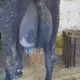 . Снимка на Свободни млечни крави за дамъзлък