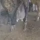 . Снимка на Свободни млечни крави за дамъзлък