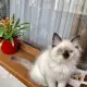 . Снимка на Коте Регдол Ragdoll - момче