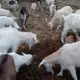 . Снимка на Продавам стадо регистрирани кози