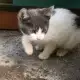 . Снимка на малки сладки котенца търсят новите си стопяни