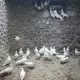 . Снимка на Подарявам млади бели гълъби