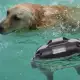 . Снимка на Електронен нашийник за обучение на куче до 800м. обхват, вод