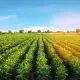Търся партньори сътрудници за ферма в Хърватия