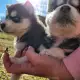 . Снимка на Продаваме бебета хъскита