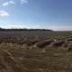 . Снимка на Продавам земеделска земя засадена с лавандула 19.05декара