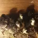 . Снимка на Пилета черен австралорп нa 15 дни Пиленца