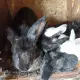 . Снимка на Зайци на различна възраст - Ваксинирани