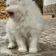 . Снимка на Персийско котенце