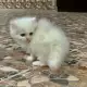 . Снимка на Персийско котенце