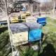 . Снимка на Продавам пчелни кошери дадан блад 12 рамкови