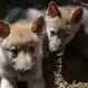 . Снимка на Czechoslovakian wolfdog puppies