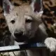 . Снимка на Czechoslovakian wolfdog puppies