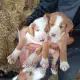 . Снимка на Продавам малки кученца от порода трицветно гонче