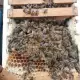 . Снимка на Продавам оплодени пчелни майки по 20 лв.
