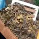. Снимка на Продавам оплодени пчелни майки по 20 лв.