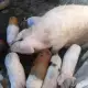 . Снимка на Продавам Свиня майка със нейните 7 мъжки прасенца