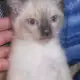 . Снимка на Мъжко сиамско Коте, възможна безплатна доставка, допущам коме
