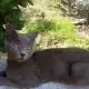 . Снимка на Котарачета на 3 мес майка - Британска синя котка