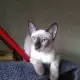 . Снимка на Мъжко сиамско Коте, възможна безплатна доставка, допущам коме