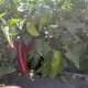 . Снимка на Продавам биологични домати, пипер, цвекло, тикви, царевица