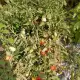 . Снимка на Продавам биологични домати, пипер, цвекло, тикви, царевица